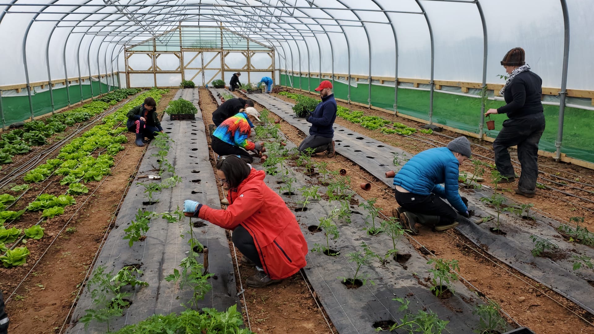 Community Farmer Day - Shallot planting
