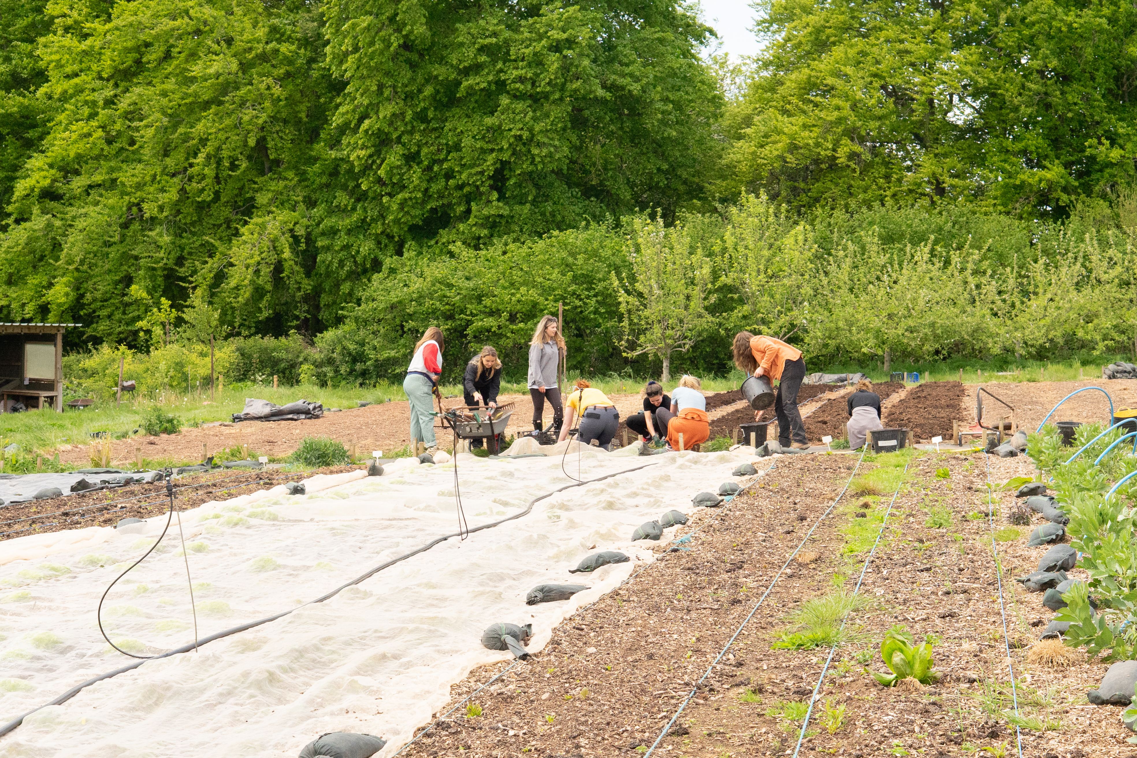 Community Farmer Day - Harvest, weeding and hoeing