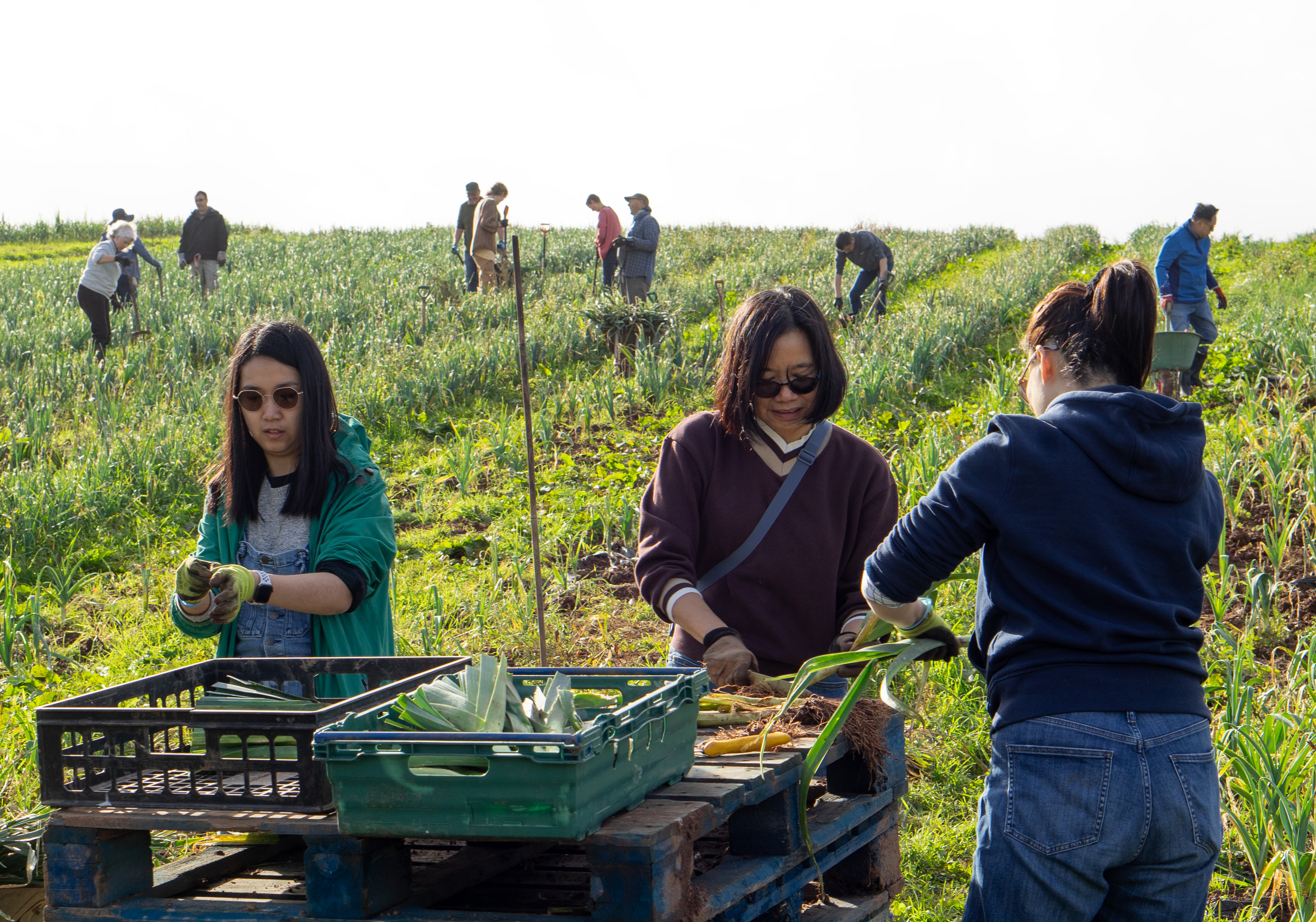 Community Farmer Day - Leek and apple harvest