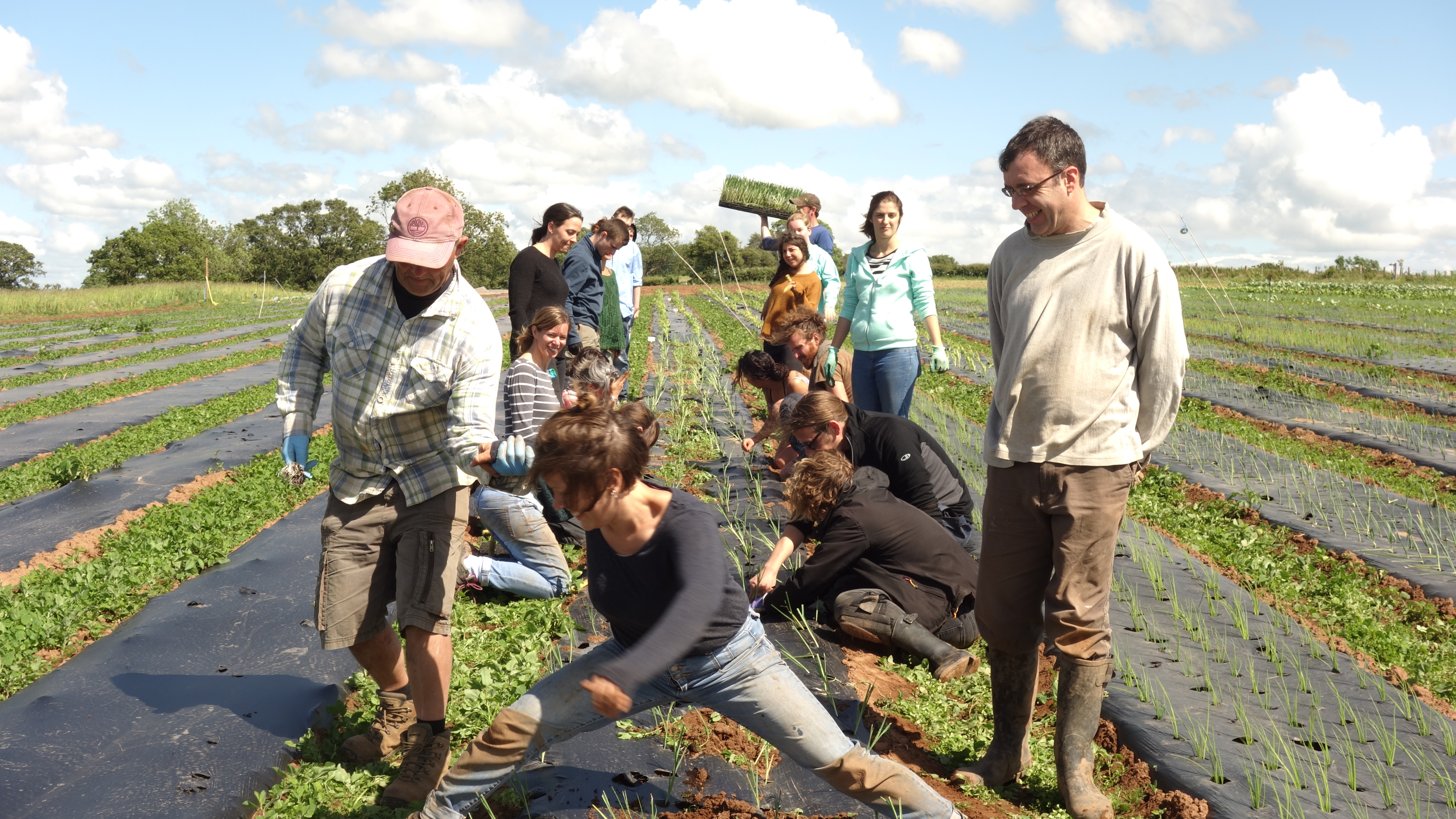 Community Farmer Day - Harvest, weeding and hoeing