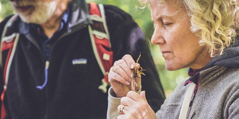 Summer Solstice Forage & Make - fermented wild teas and herbal infusions