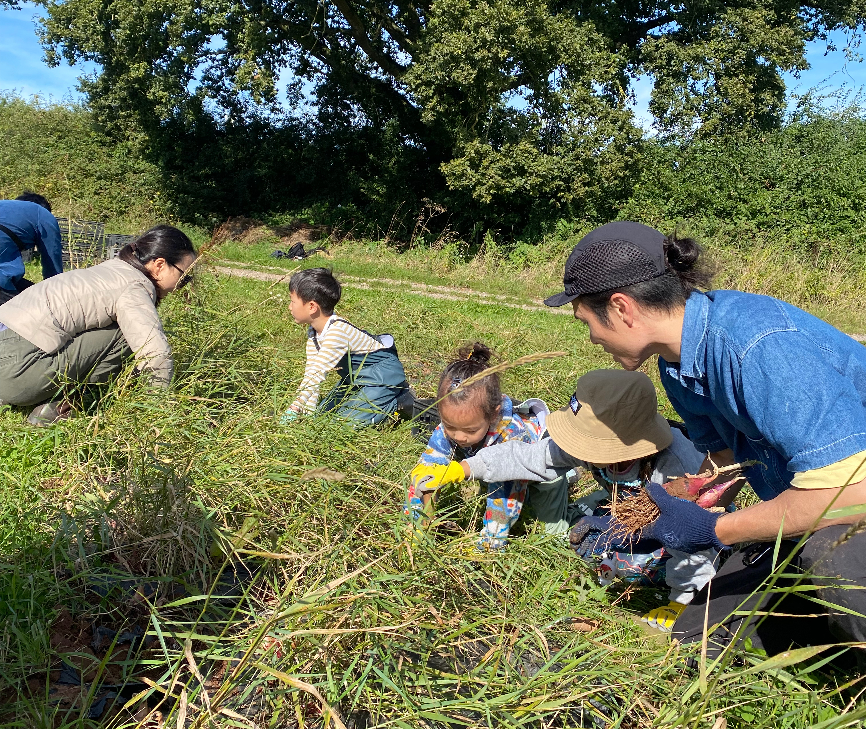 Community Farmer Day - Harvest, weeding and hoeing