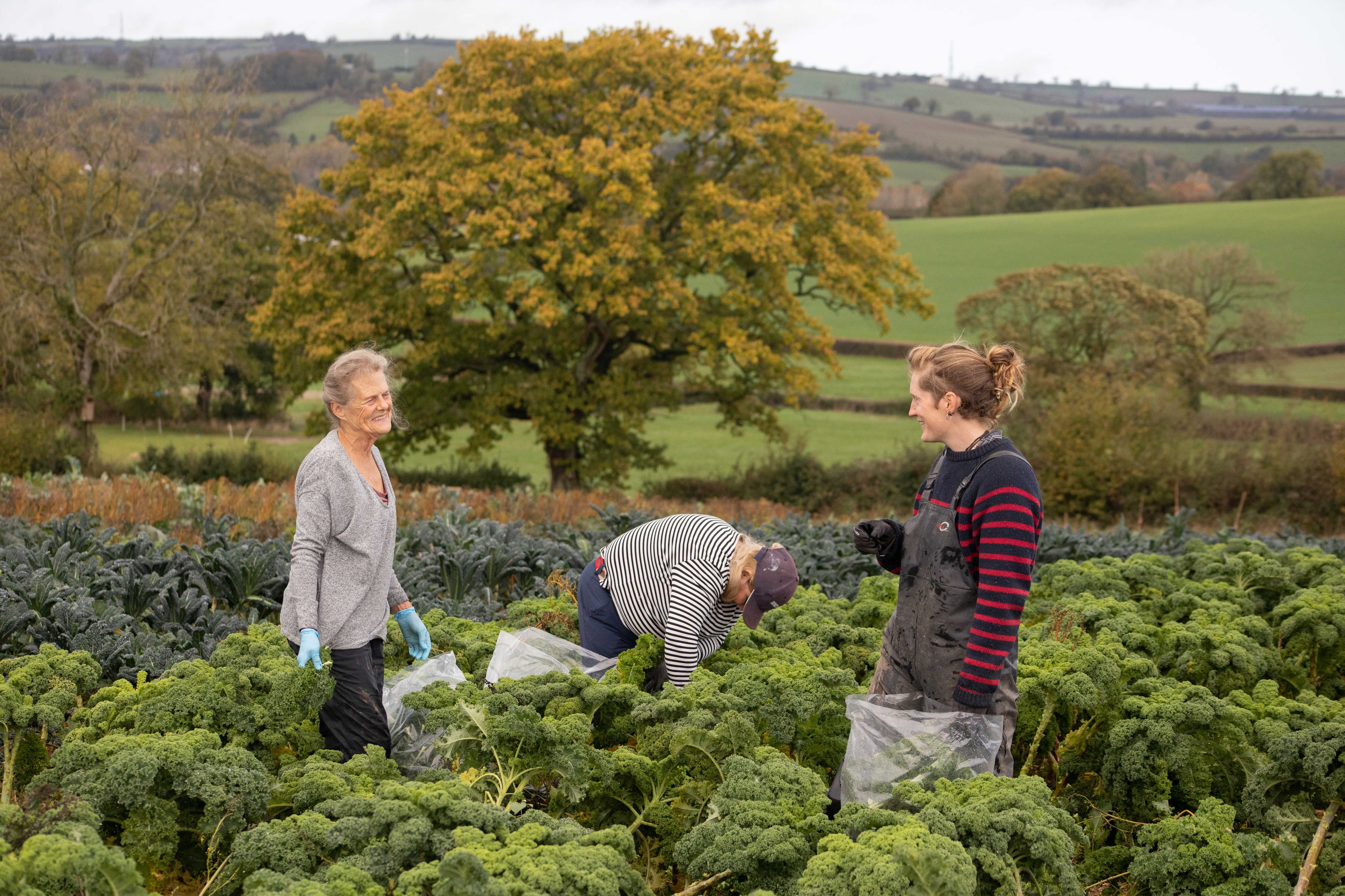 Vols-harvesting-kale.jpg