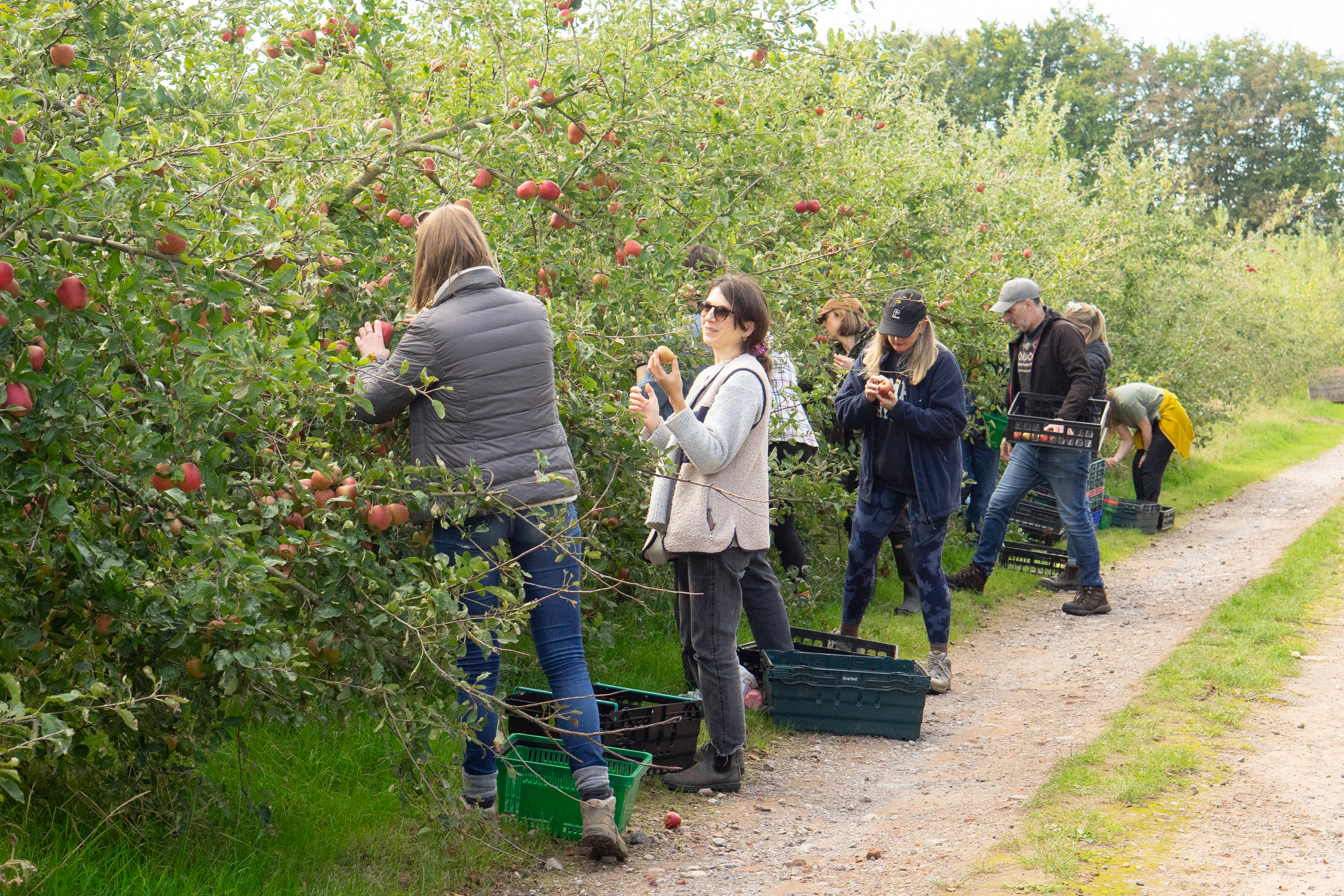 Community Farmer Day - The last of the apple harvest