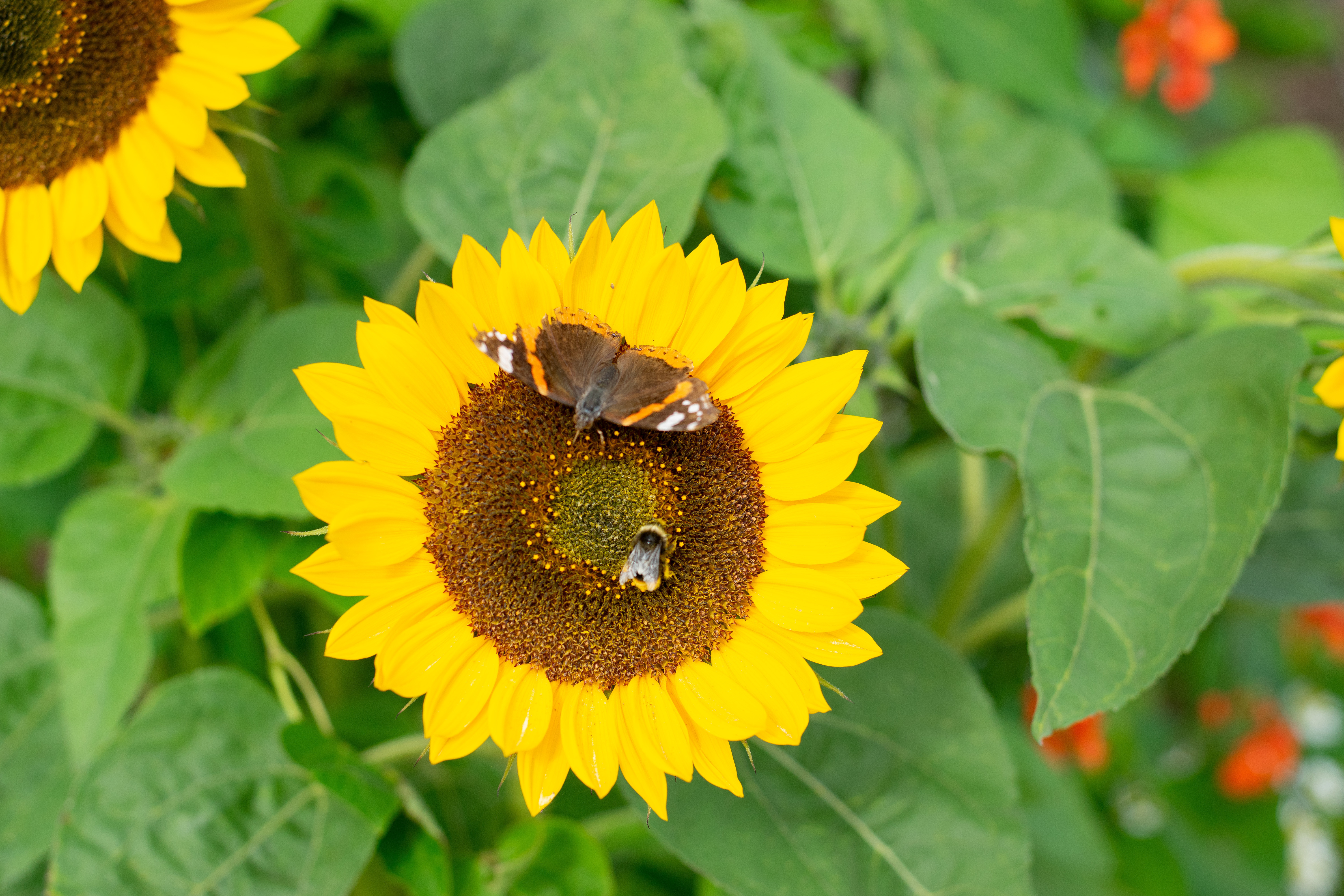 bee_and_butterfly_on_sunflower.jpg