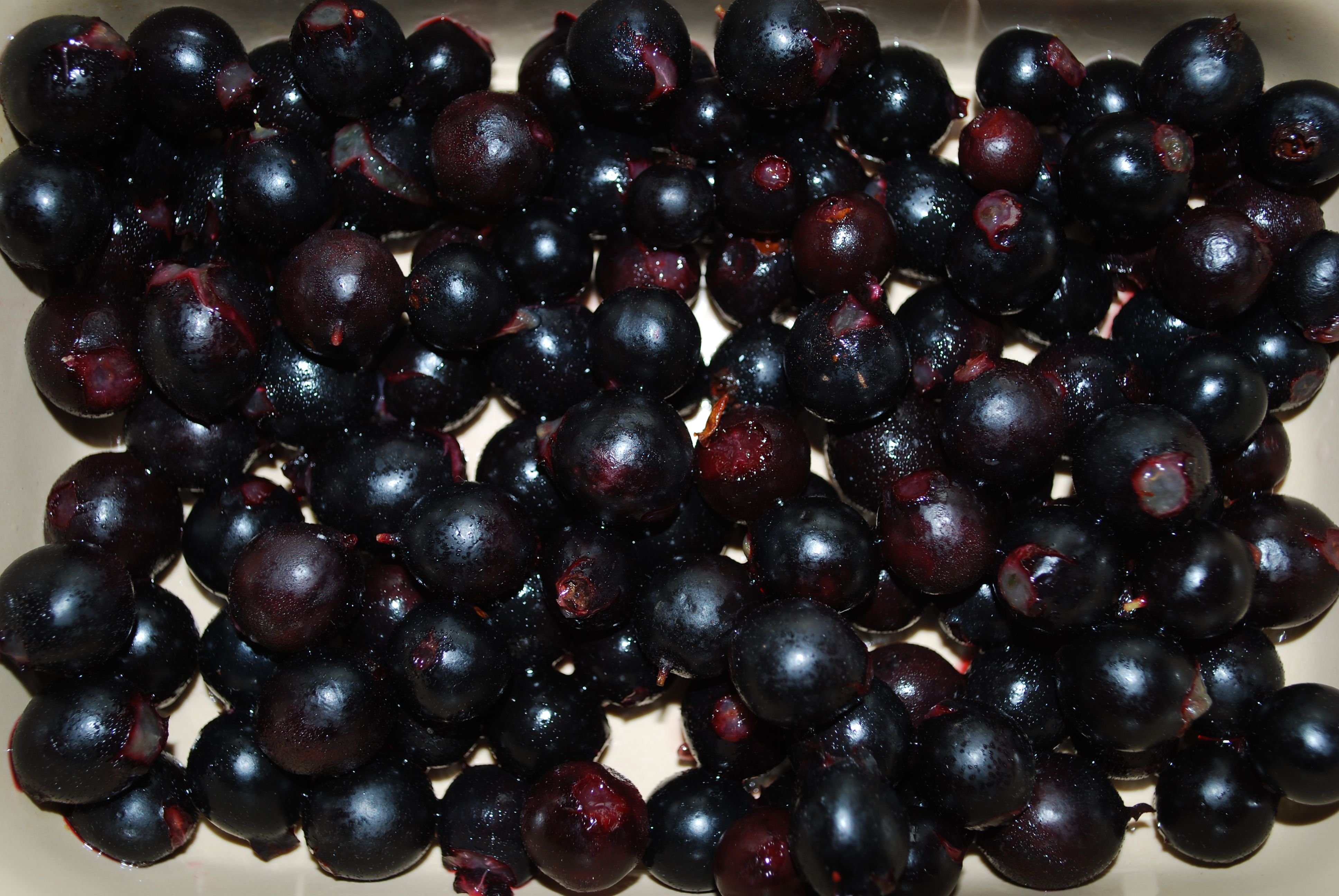 Jostaberry Surprise!