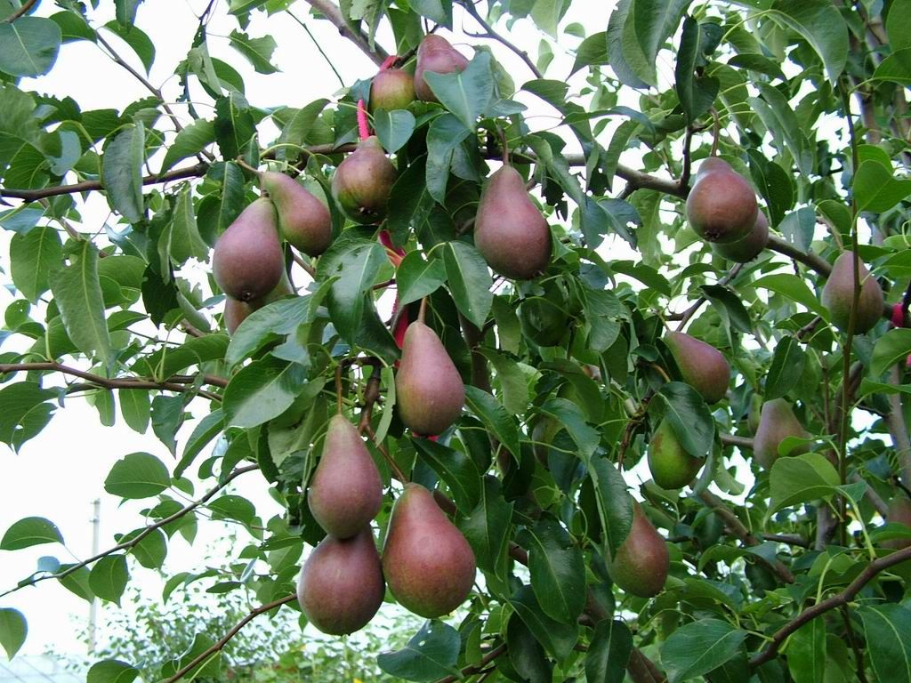 Donate a fruit tree for Christmas!