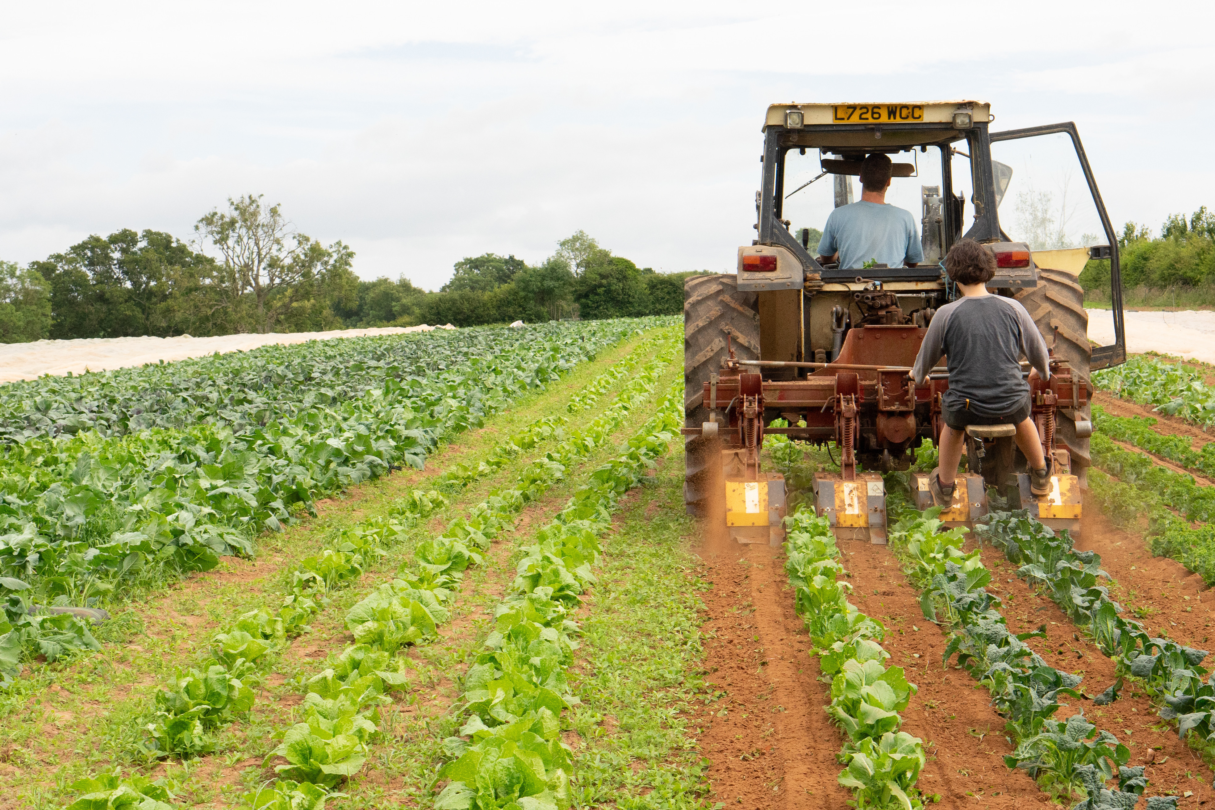 tractor_in_brassica_field_July_3.jpg
