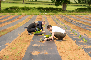 Burges Salmon planting squash