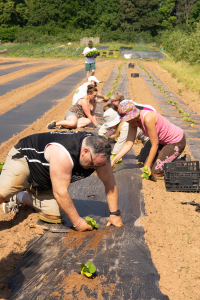 Diligenta planting squash