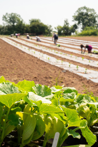 Diligenta planting squash