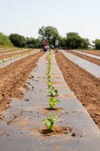 Diligenta planting squash