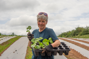 Volunteer planting out squash