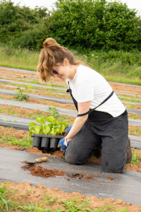Yoke planting squash