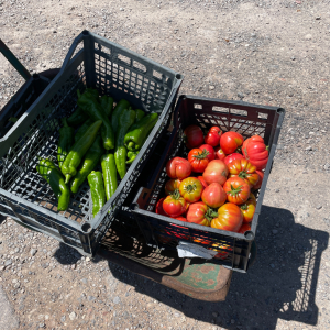 Does it get fresher than this? Wheelbarrows full of freshly picked produce heading straight into boxes!