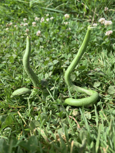 Cobra beans being extra 'cobra' this season!