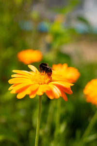 The bees are particularly fond of our calendulas
