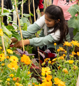 Kids came to The Farm with The Children's Kitchen and enjoyed harvesting our veg and cooking a fresh lunch