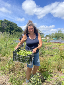 Freshly picked broad beans