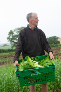 Rainbow Chard harvesting