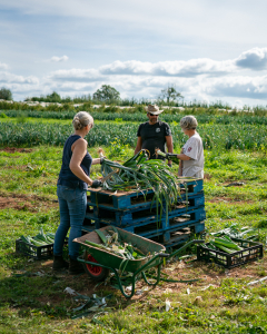 Harvesting our leeks
