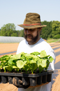 Squash planting