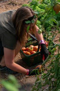Our delicious tomatoes!