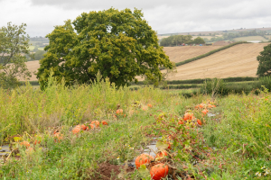 Our pumpkins were ready earlier than expected this year, thanks to all the sunshine