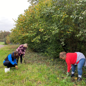 AXA - taking care of our apple trees. November 2024