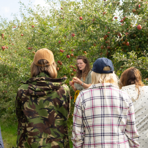 Soil Association - Apple Harvesting. Nov 2025